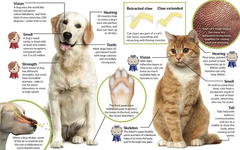 Переведи cat dog