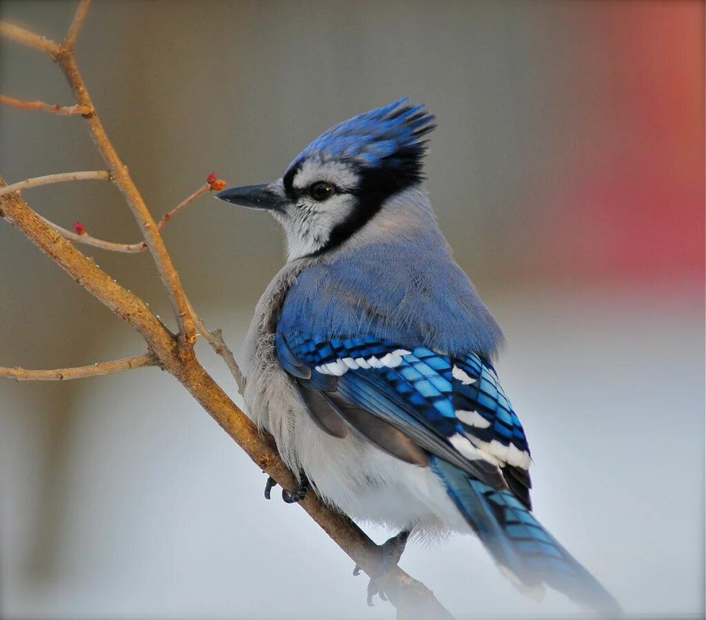 Птица с голубыми перьями. Голубая Сойка домашняя. Голубая Сойка 2016.