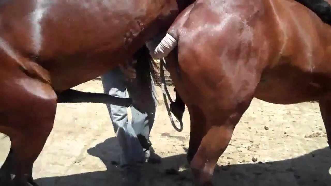 Сесть на лошадь. Спаривание лошадей с людьми. Спаривание ослов слошадями. Конь спаривается с лошадью. Спаривание лошадей с людьми.