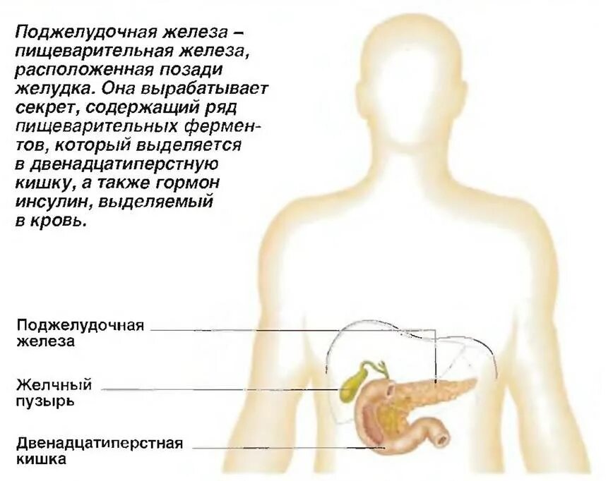 Поджелудка симптомы