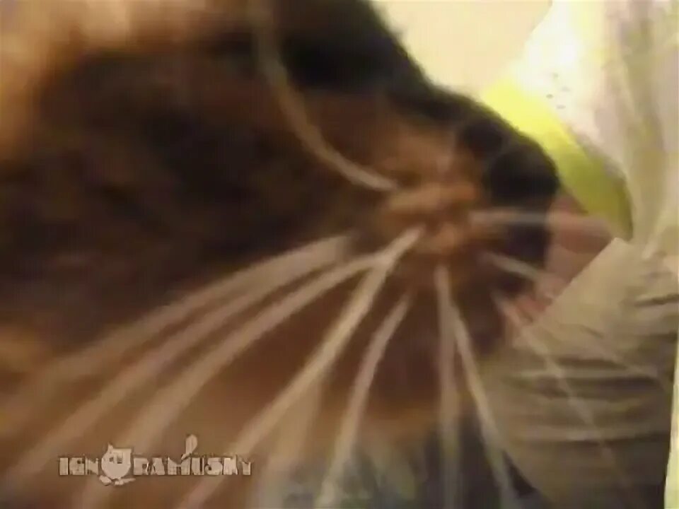 Кот стучит зубами. Кот стучит зубами при охоте. почему кошка клацает зубами. кошка стучит зубами дальним. кошка видит на воробья зубами стучит кошка.