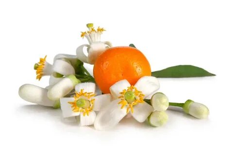 Moroccan Orange Blossom Tea: 2 Ways to Use Fresh Citrus Flowers