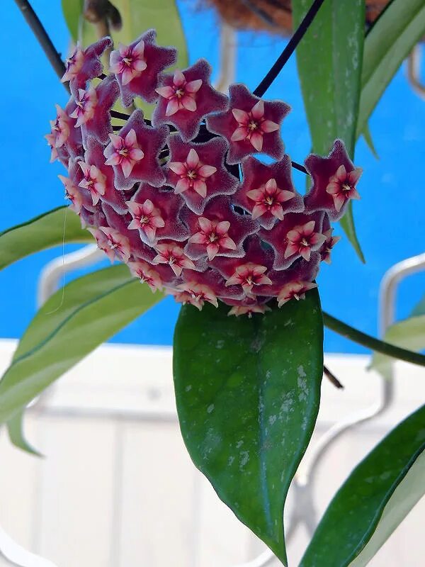 Хойя пубикаликс сплеш. Хойя хейди. Hoya. Хойя pubicalyx silver pink. Хойя пубикаликс ред баттон.