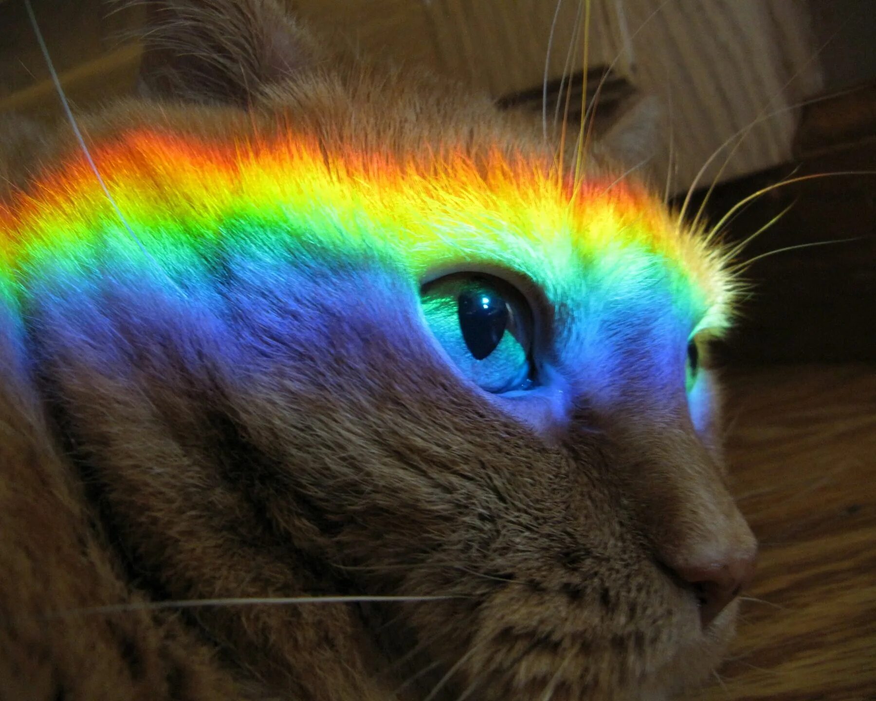 Забавные цвета. Радужный кот. Разноцветный кот. Радужные котята. Кошка на радуге.