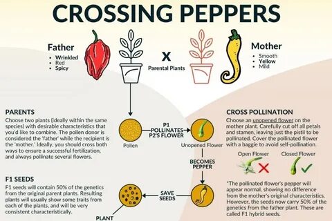 Planted crossed