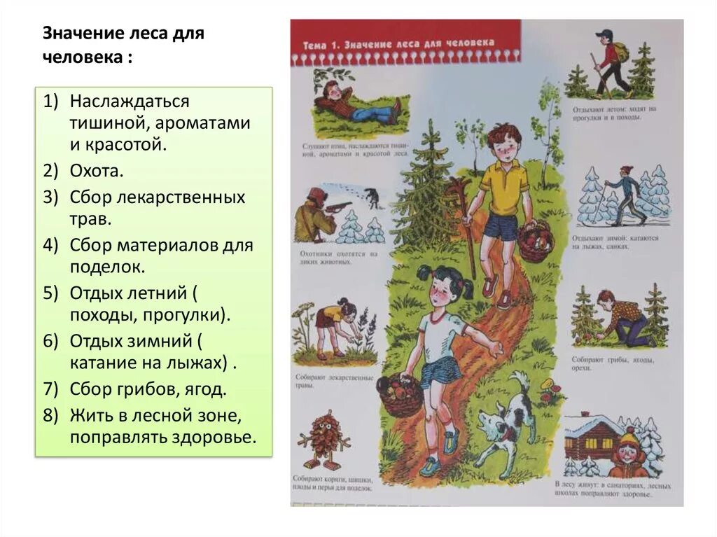 Какова роль леса в жизни человека. Ролт Леа в жизи челоека. Значение леса. Лес в жизни человека. Роль леса в жизни человека.