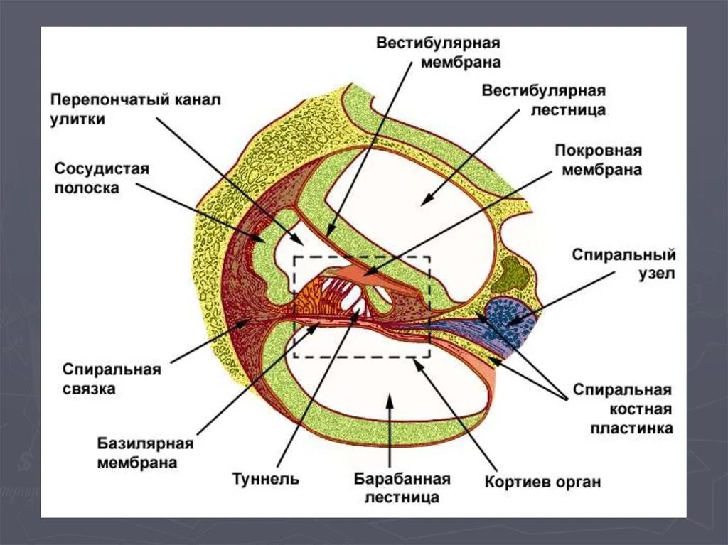 Три канала улитки. Спиральная мембрана внутреннего уха. Перепончатый Лабиринт Кортиев орган. Кортиев орган базилярная мембрана. Улитковый канал перепончатого Лабиринта и спиральный Кортиев орган.