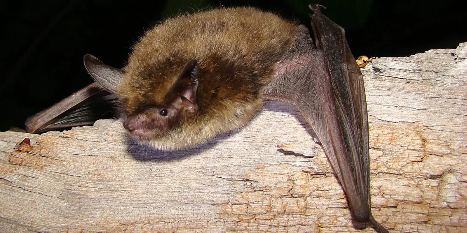 Ночница Брандта (Myotis brandtii (Eversmann, 1845)). Ночница Брандта Myotis brandtii. Трехцветная ночница. Летучая мышь Прудовая ночница. Ночница красная книга