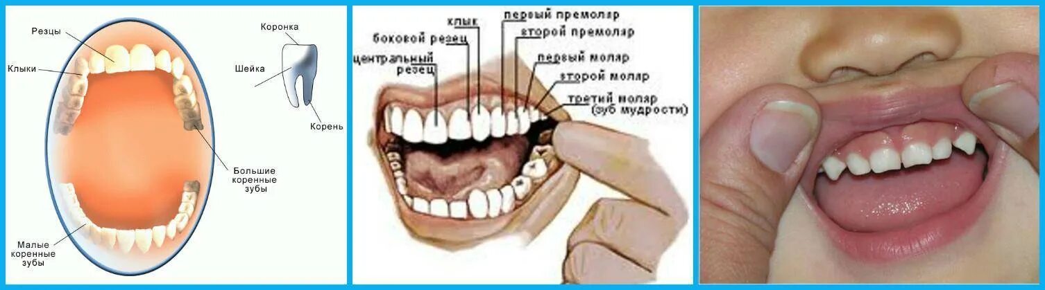 Можно ли есть зубы. Глазной зуб. Верхний глазной зуб. Глазной зуб где находится. Глазные зубы у детей.