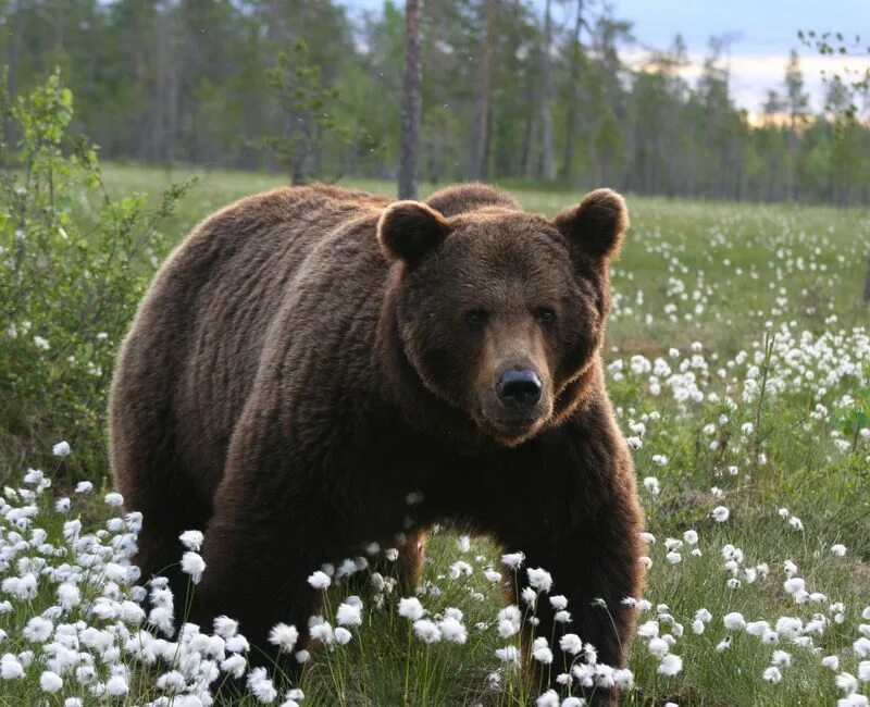 Pin de Слава em Tattoo Urso pardo, Urso marrom, Ursos