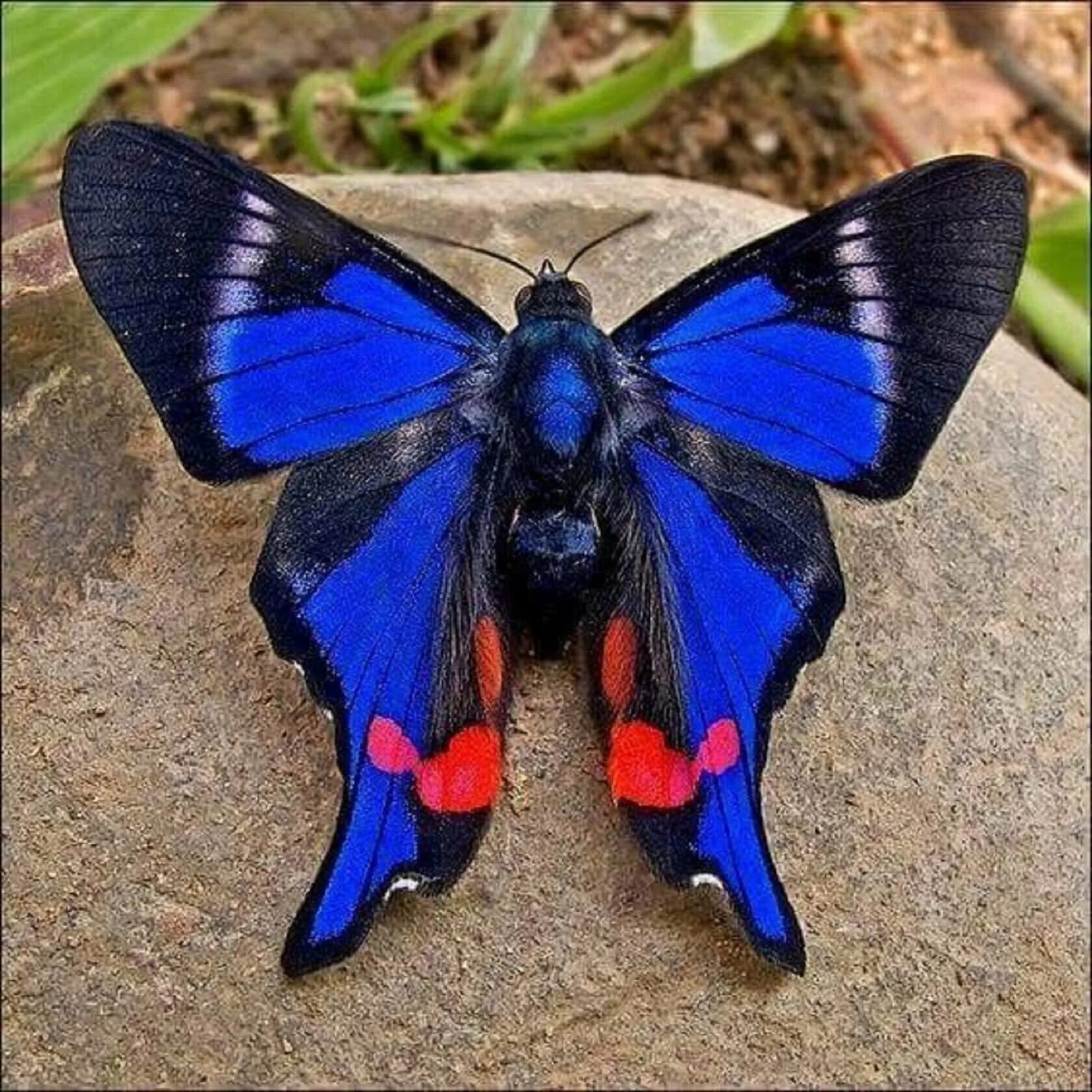 Название самых красивых бабочек. Бабочка Rhetus Periander. Калифорнийский синий Махаон. Черный Кардинал бабочка. Бабочка Урания Мадагаскарская.