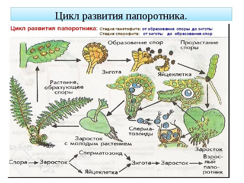 Папоротник Щитовник спорофит. Строение гаметофита папоротника. Гаметофит папоротника стадии развития. Жизненный цикл папоротника гаметофит. Характеристика гаметофита и спорофита