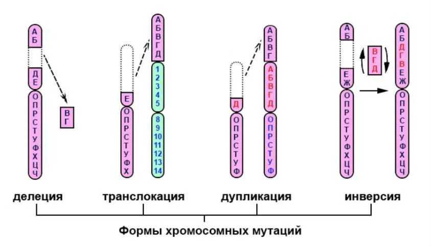 Инверсия это в биологии
