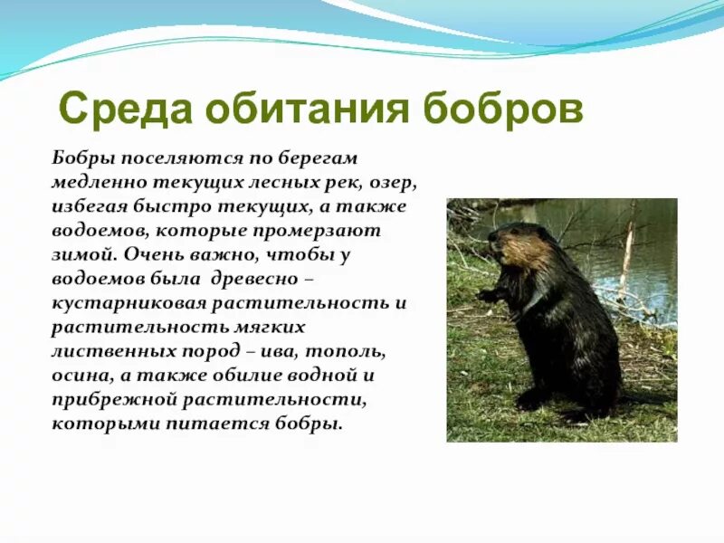 Текст про бобра. Сообщение про Бобров 4 класс окружающий мир. Доклад про Бобров 4 класс окружающий мир. Сообщение про Бобров 4 класс. Проект про бобра.