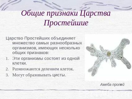 Выберите признак простейших животных