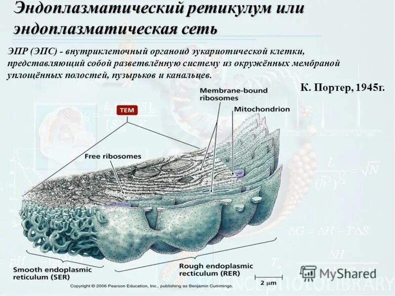 Пузырьков эпс. ЭПС эукариотической клетки. Строение эндоплазматической сети эукариотической клетки. Органоиды эндоплазматическая сеть.