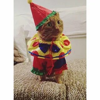 Кот клоун