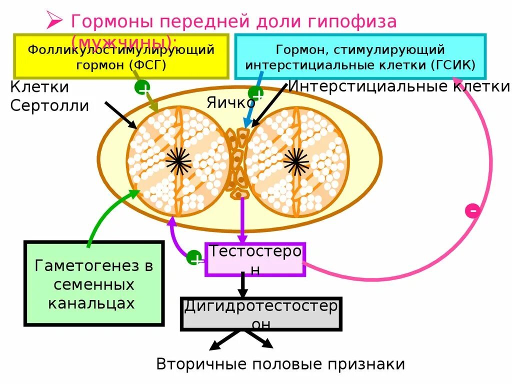 Фсг гормон у женщины 40. Фолликулярно стимулирующий гормон. Клетки мишени фолликулостимулирующего гормона. ФСГ гормон. Фолликулостимулирующий гормон (ФСГ).