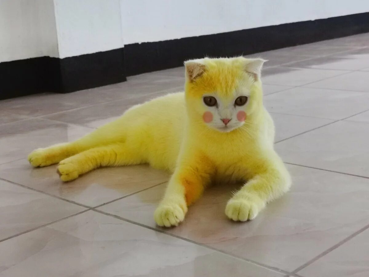 Желтый кот. Покрашенный кот. Желтые коты. Кошку покрасили. Кошечка желтая