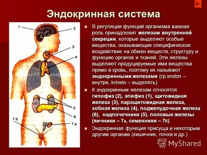 Роль эндокринных желез в организме