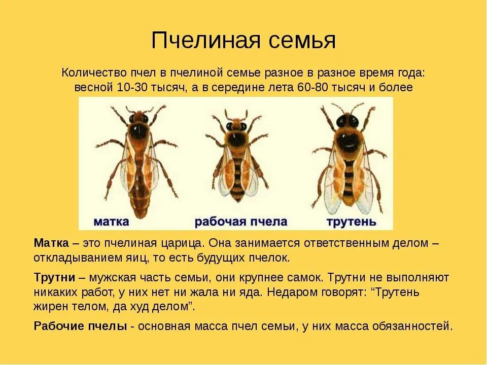 Какую функцию выполняет трутень. Строение пчелиной семьи трутень. иерархия пчелиной семьи. пчелы матка трутень рабочая пчела. семья пчел обязанности состав.
