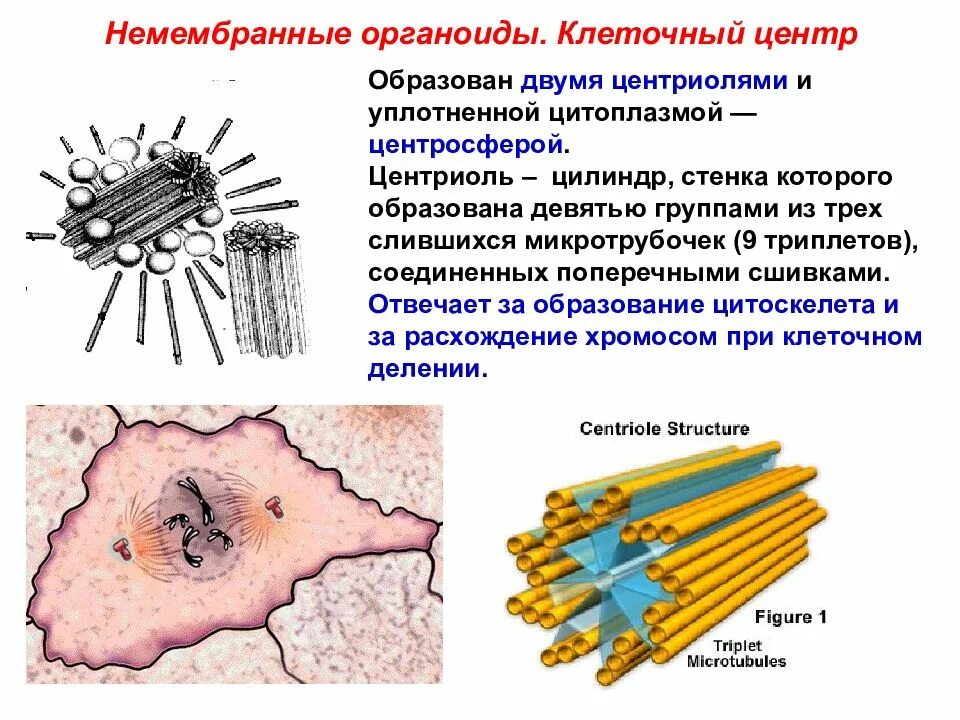 Цитоскелет реснички и жгутики
