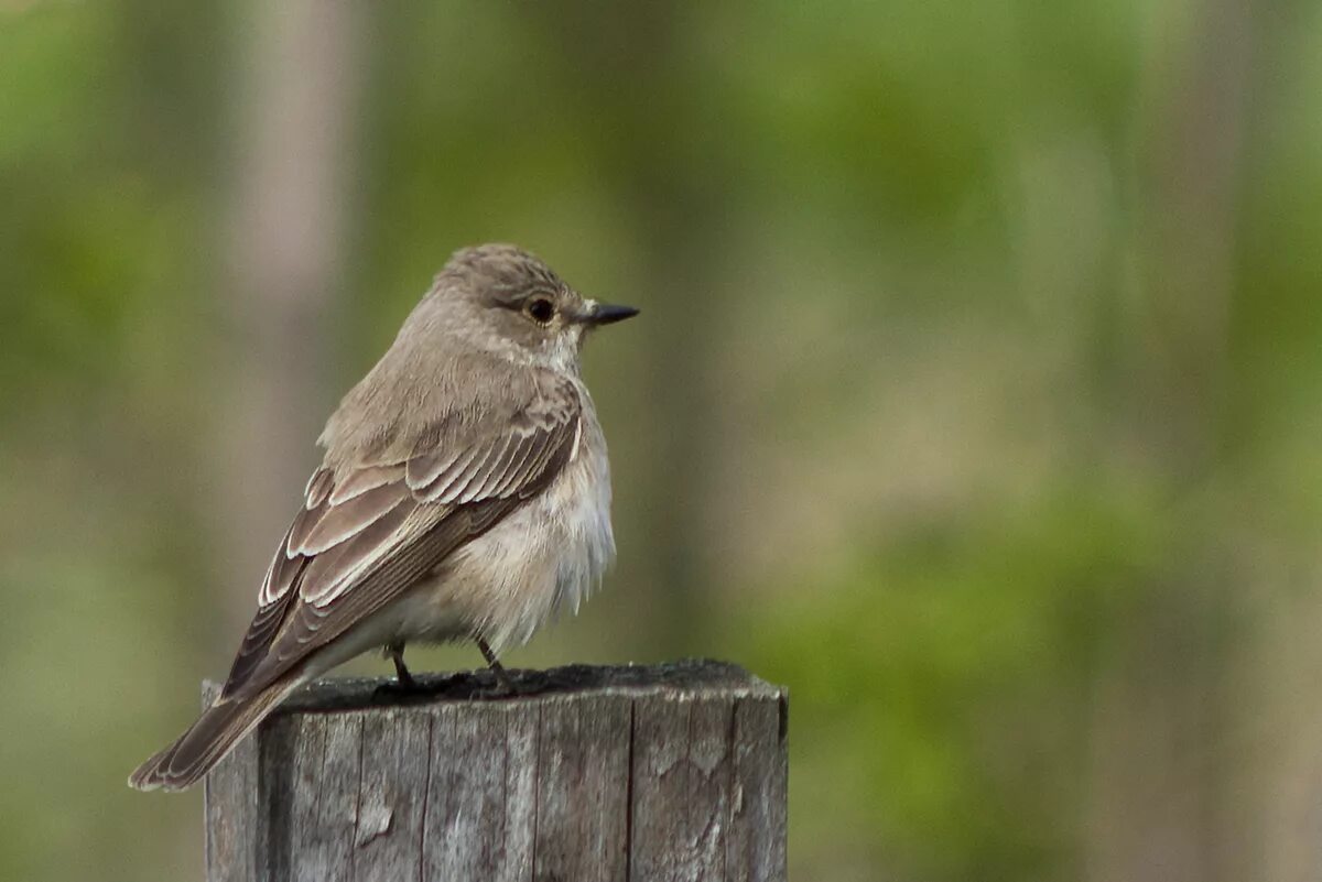 Серый волк серая птица на китайском. Серая мухоловка (Muscicapa striata). Мухоловка серая – Muscicapa striata (Pallas, 1764). Мухоловка серая зимняя птица. Соловей и мухоловка.