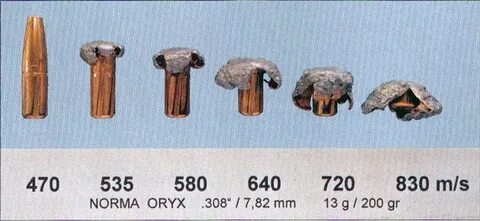 Norma oryx