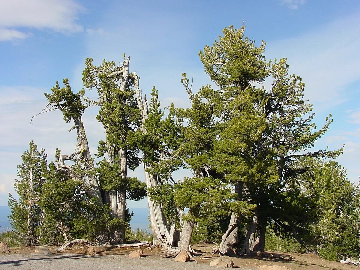 Северное хвойное. Сосна белокорая Pinus albicaulis. Сосна Гельдрейха белокорая. Сосна белокорая Боснийская Шмидта. Сосна Бальфура Северная Америка.
