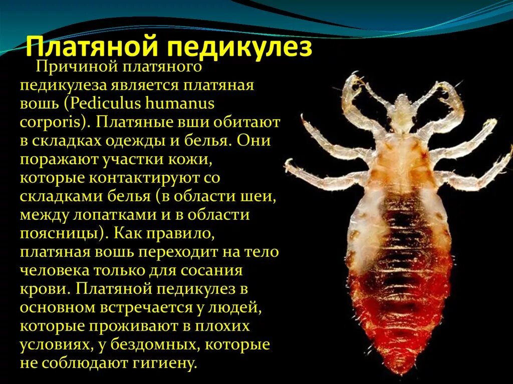 Вши какое заболевание. Платяная вошь отряд. Платяная вошь Pediculus humanus. Головная вошь вшивость. Педикулез возбудитель заболевания.