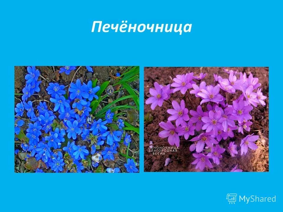 Печеночница благородная описание