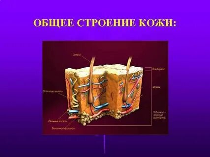 Глубокий слой кожи