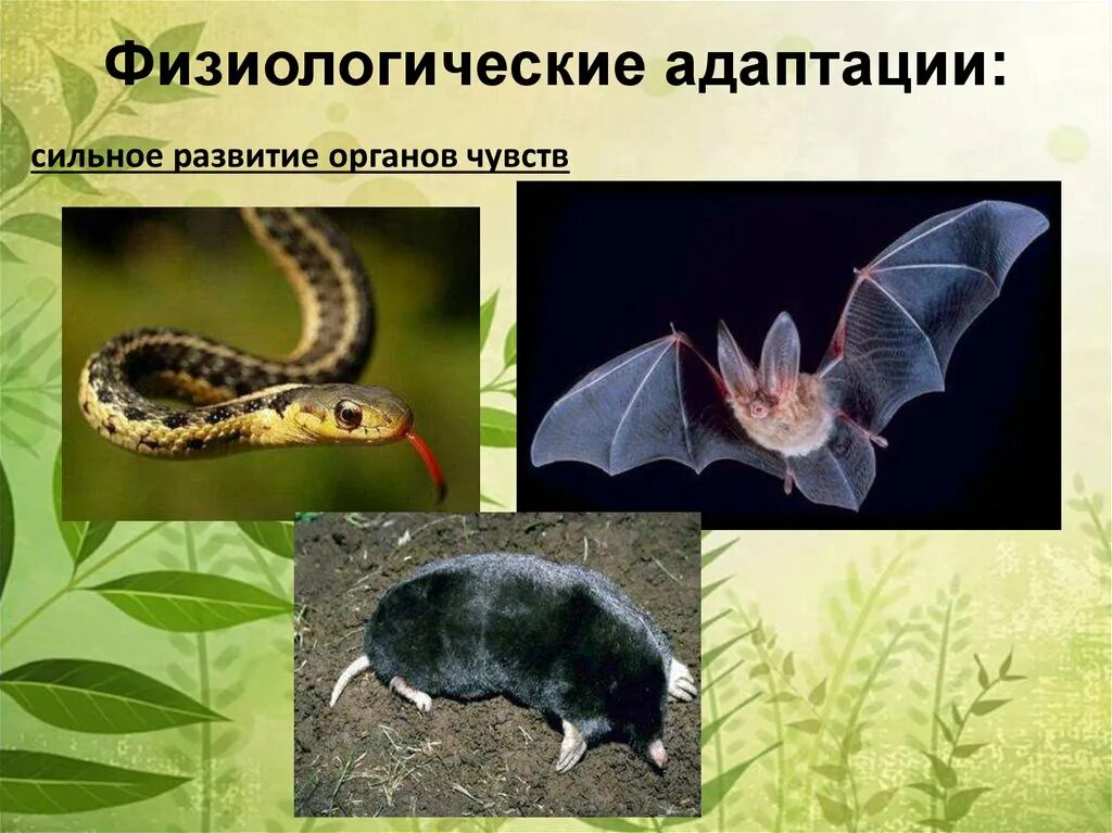 Физиологические адаптации являются. Физиологические адаптации. физиологические адаптации животных. физиологические адаптации растений. физиологическая адаптация фото.