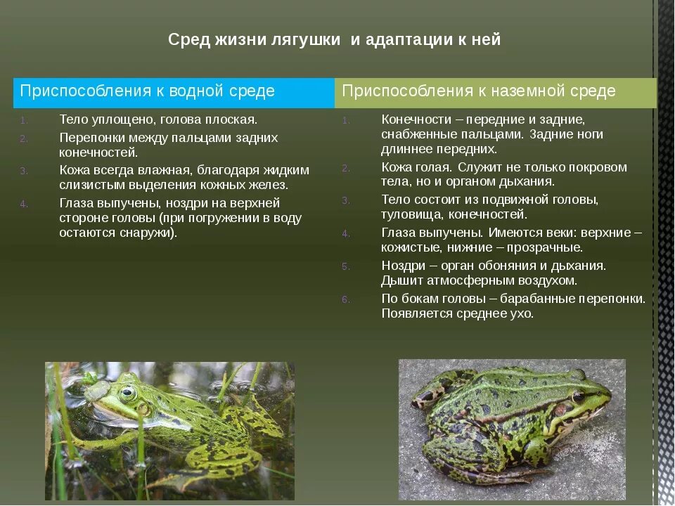 Приспособления земноводных в воде. Тип среды обитания лягушки. Озерная Прудовая травяная остромордая лягушка. Среда обитания прудовой лягушки. Влажность Озёрной лягушки.