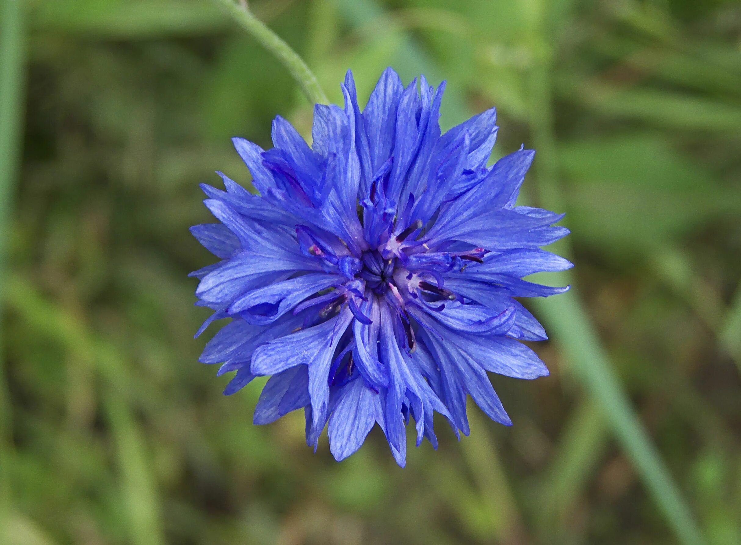 Род василька. Центаурея Василек. Василек полевой Centaurea cyanus. Василёк Луговой Centaurea jacea. Василек (Centaurea cyanus) 10шт.