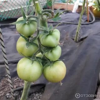 Томат соседская зависть