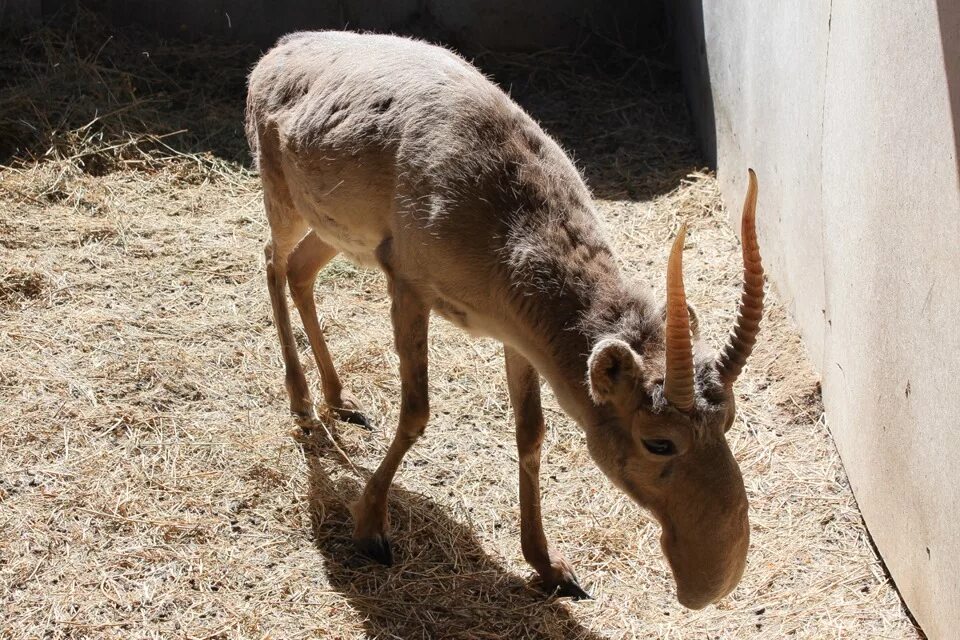 Сайгак обитает. Сайгак обитает в россии. Сайгак или сайга. Сайгак обитание. Сайгак обитание.
