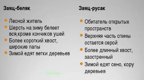 Различия зайца беляка и зайца русака