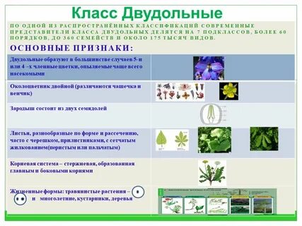 Plant class
