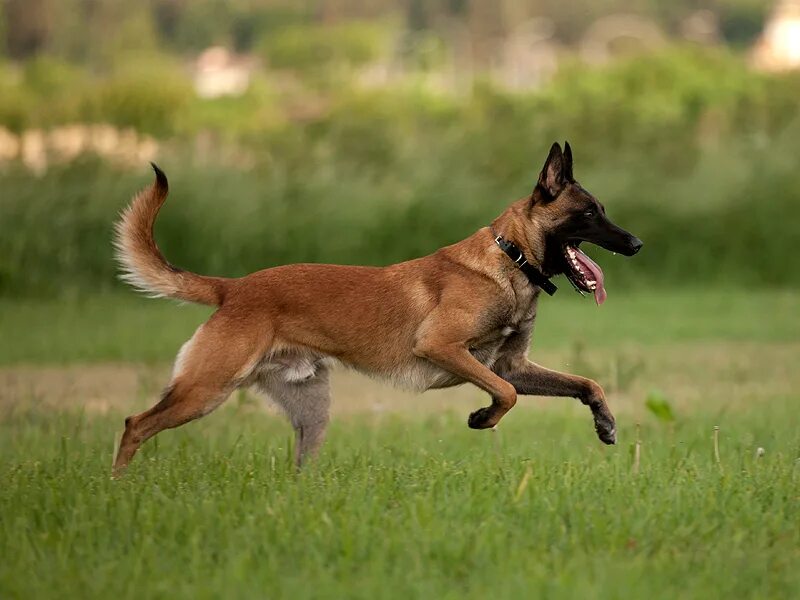 порода овчарок малинуа. бельгийская овчарка малинуа. собака бельгийская овчарка малинуа. окрасы малинуа.