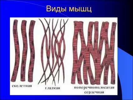 Мышечная ткань набор
