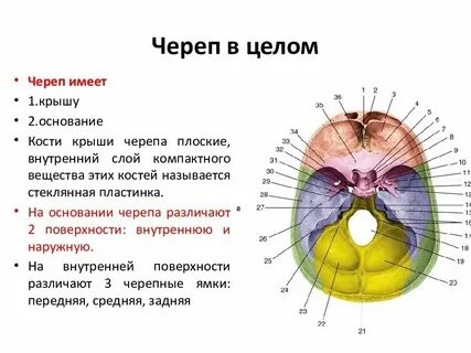 Где передняя черепная ямка