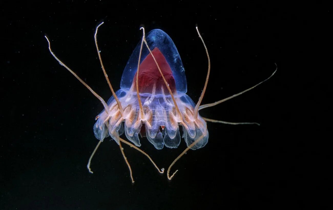 Глубоководные рыбы океанов. Periphylla periphylla. Перифилла медуза. Биолюминесценция гребневиков. Helicocranchia pfefferi.