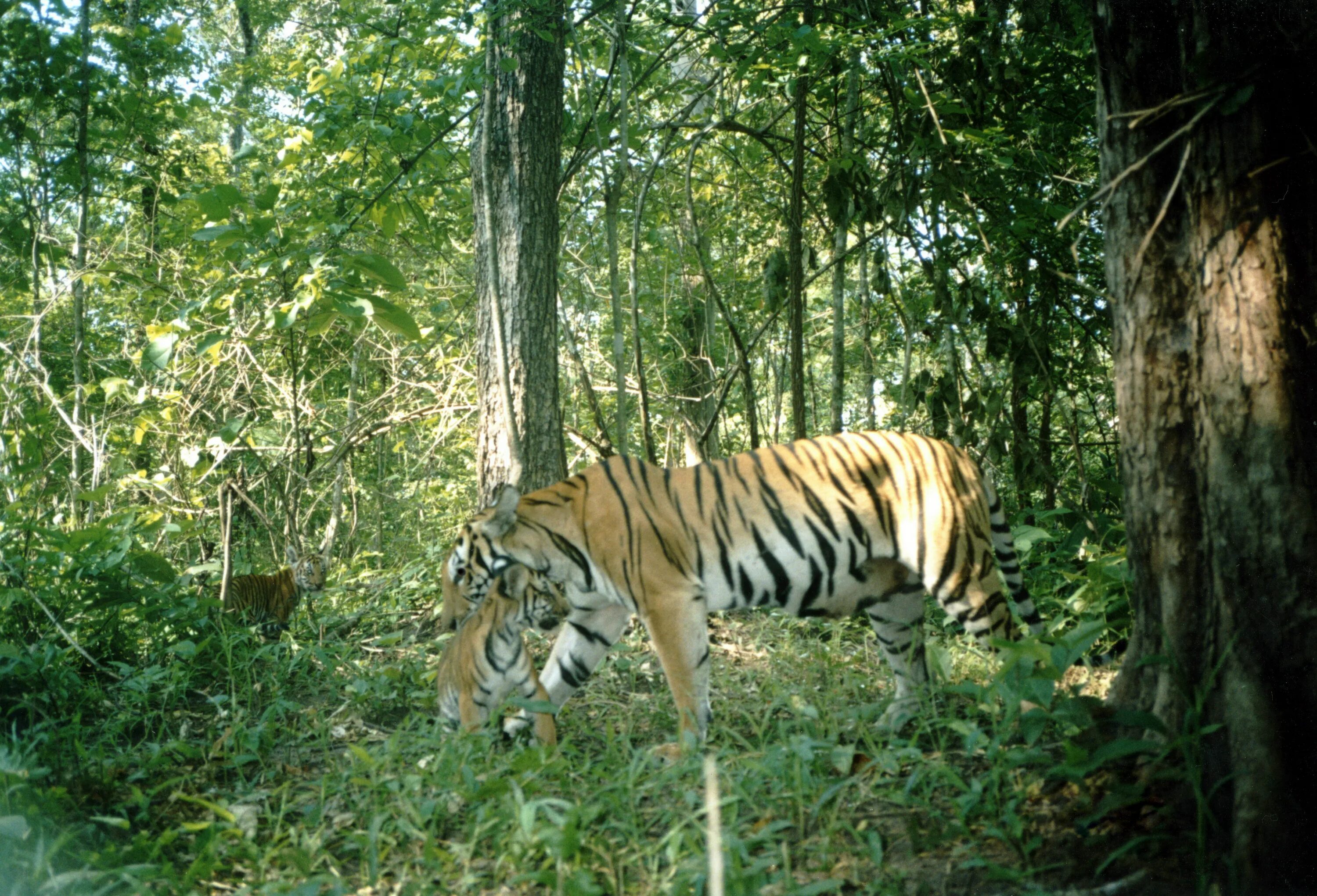 Protect the wild