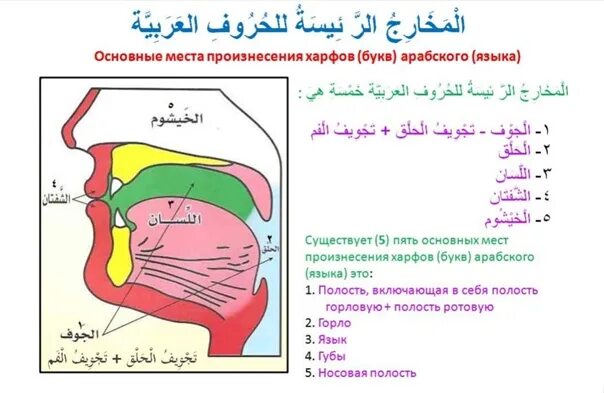 Горловые буквы. Махрадж НУН. Махрадж арабского алфавита Айман Сувейд. Махрадж буквы арабские Махарадж. Арабский алфавит таджвид.