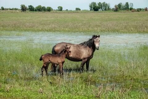 Астраханский сельсовет астраханская область