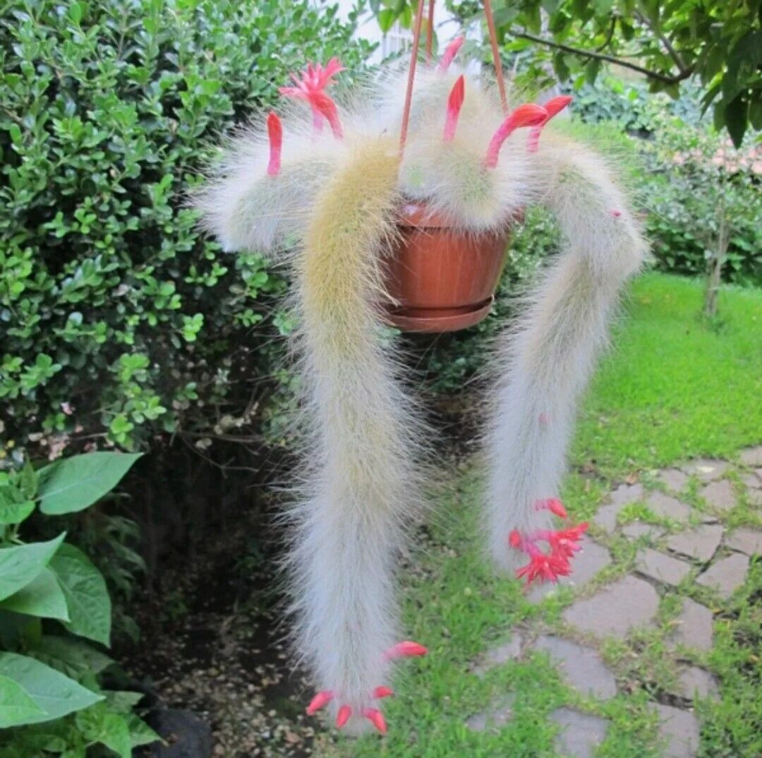 My Monkey's Tail Cactus Plants - Cleistocactus colademononis & C. winteri in bea