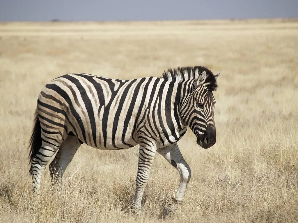 животные без