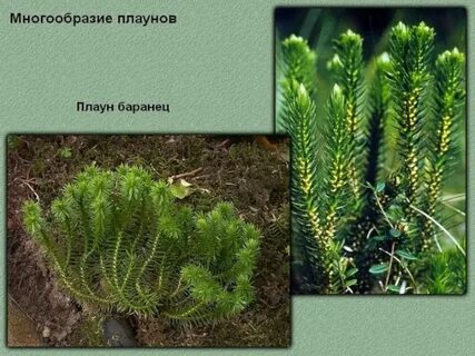 Голосеменные хвощевидные плауновидные