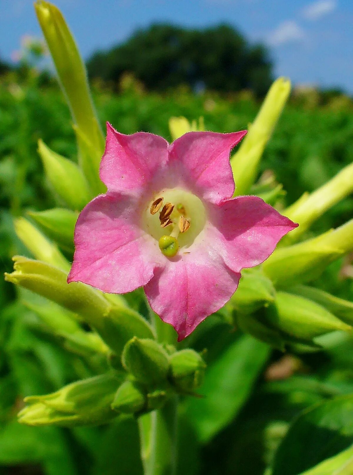 Растения Nicotiana. Табак Nicotiana. Табак Nicotiana tabacum. Nicotiana langsdorffii.